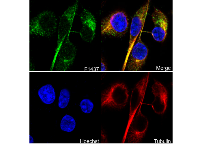 Myosin IIc Antibody