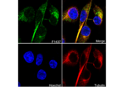 Myosin IIc Antibody