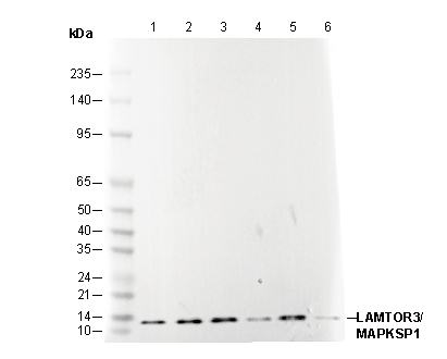LAMTOR3/MAPKSP1 Antibody