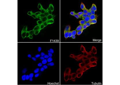 Spinophilin Antibody