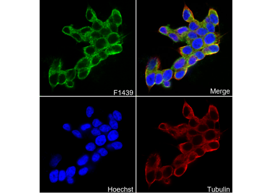 Spinophilin Antibody