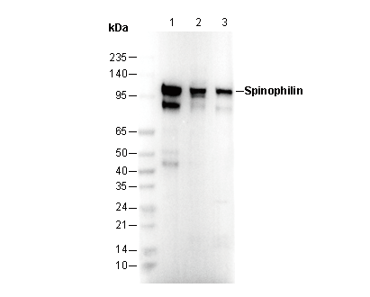 Spinophilin Antibody
