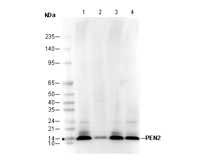 PEN2 Antibody