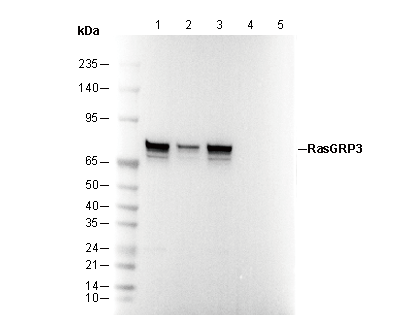 RasGRP3 Antibody