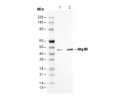Atg4B Antibody