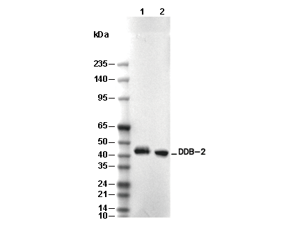 DDB-2 Antibody