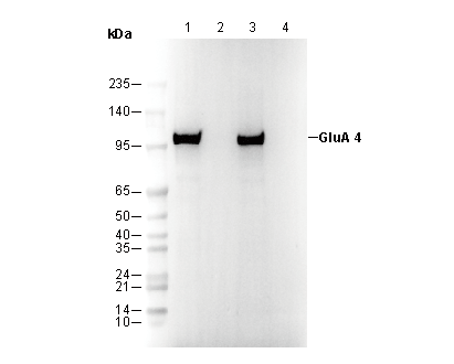 AMPA Receptor 4 (GluA 4) Antibody