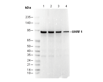 UHRF1 Antibody