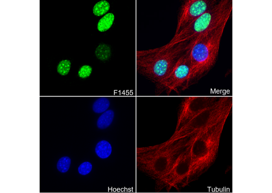 HP1β Antibody