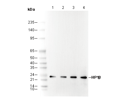 HP1β Antibody