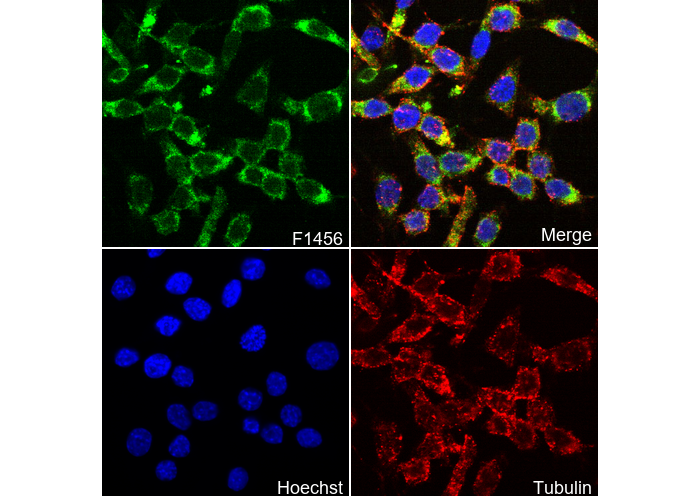 Cool2/αPix Antibody