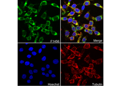 Cool2/αPix Antibody