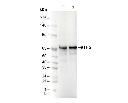 ATF-2 Antibody