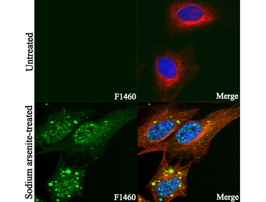 Phospho-SQSTM1/p62 (Ser349) Antibody