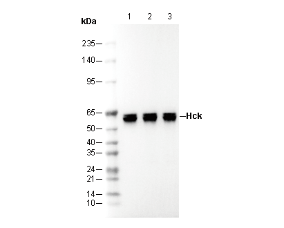 Hck Antibody