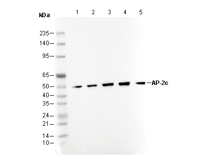 AP-2α Antibody