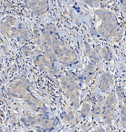 TRAF5 Antibody