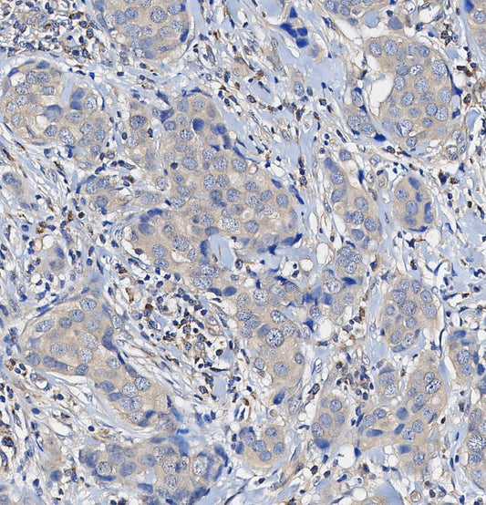 TRAF5 Antibody