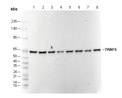 TRAF5 Antibody