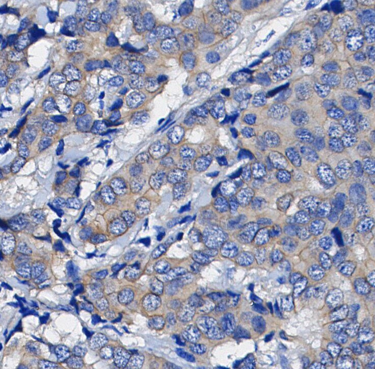 14-3-3 γ Antibody
