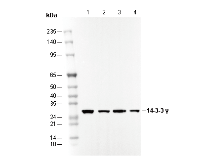 14-3-3 γ Antibody
