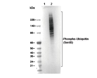 Phospho-Ubiquitin (Ser65) Antibody