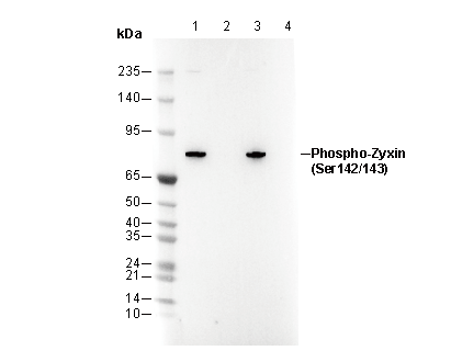 Phospho-Zyxin (Ser142/143) Antibody