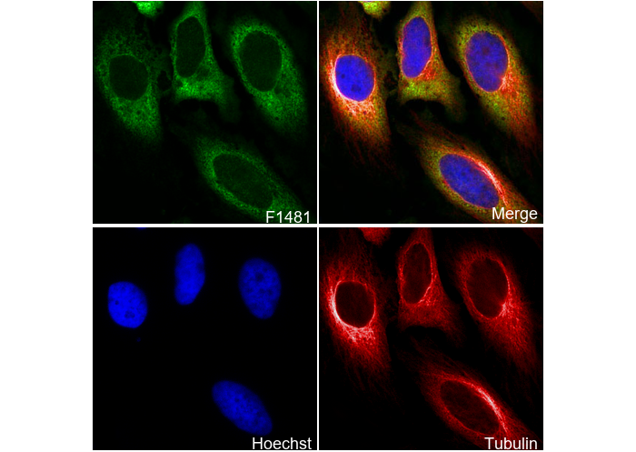 eIF4H Antibody