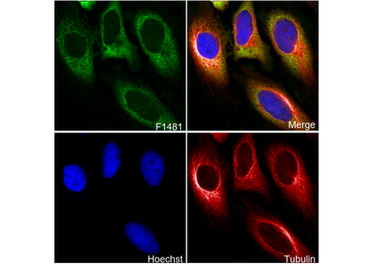 eIF4H Antibody