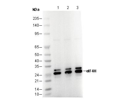 eIF4H Antibody