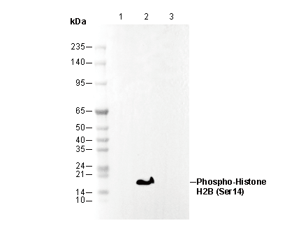 Phospho-Histone H2B (Ser14) Antibody