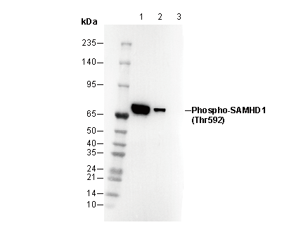 Phospho-SAMHD1 (Thr592) Antibody