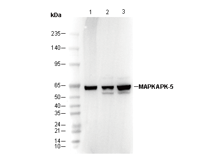MAPKAPK-5 Antibody