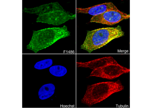 NKCC1 Antibody