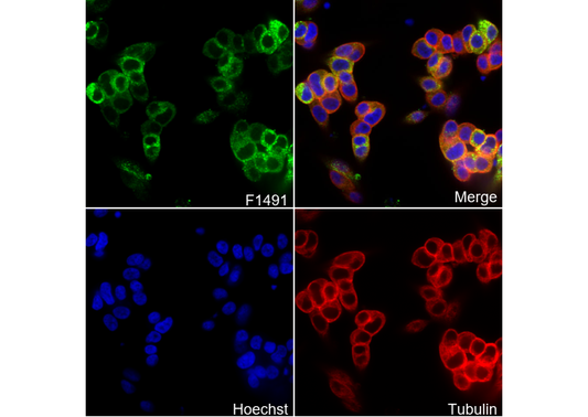 PC Antibody