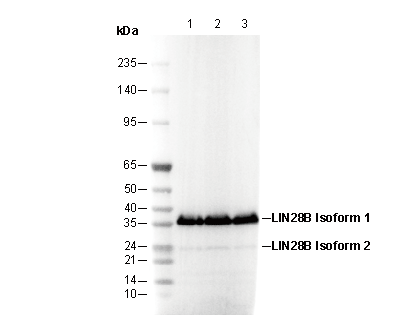 LIN28B Antibody