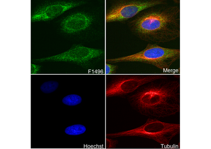 Keratin 17/19 Antibody
