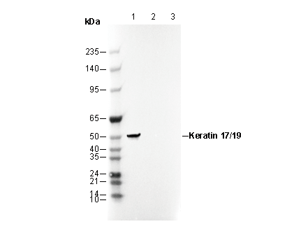 Keratin 17/19 Antibody