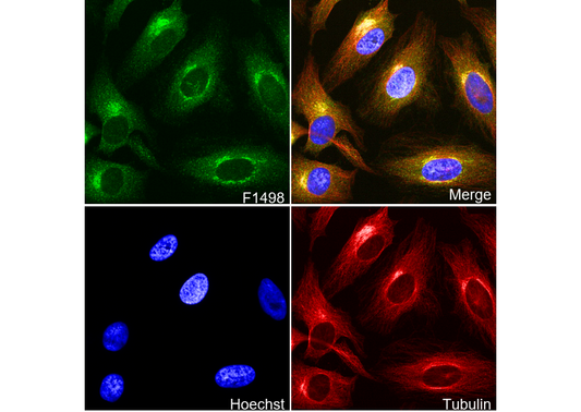 Sec24B Antibody