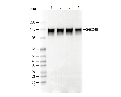 Sec24B Antibody