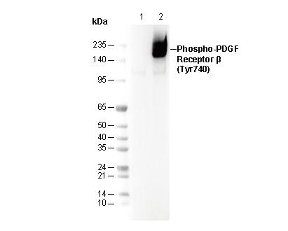 Phospho-PDGF Receptor β (Tyr740) Antibody