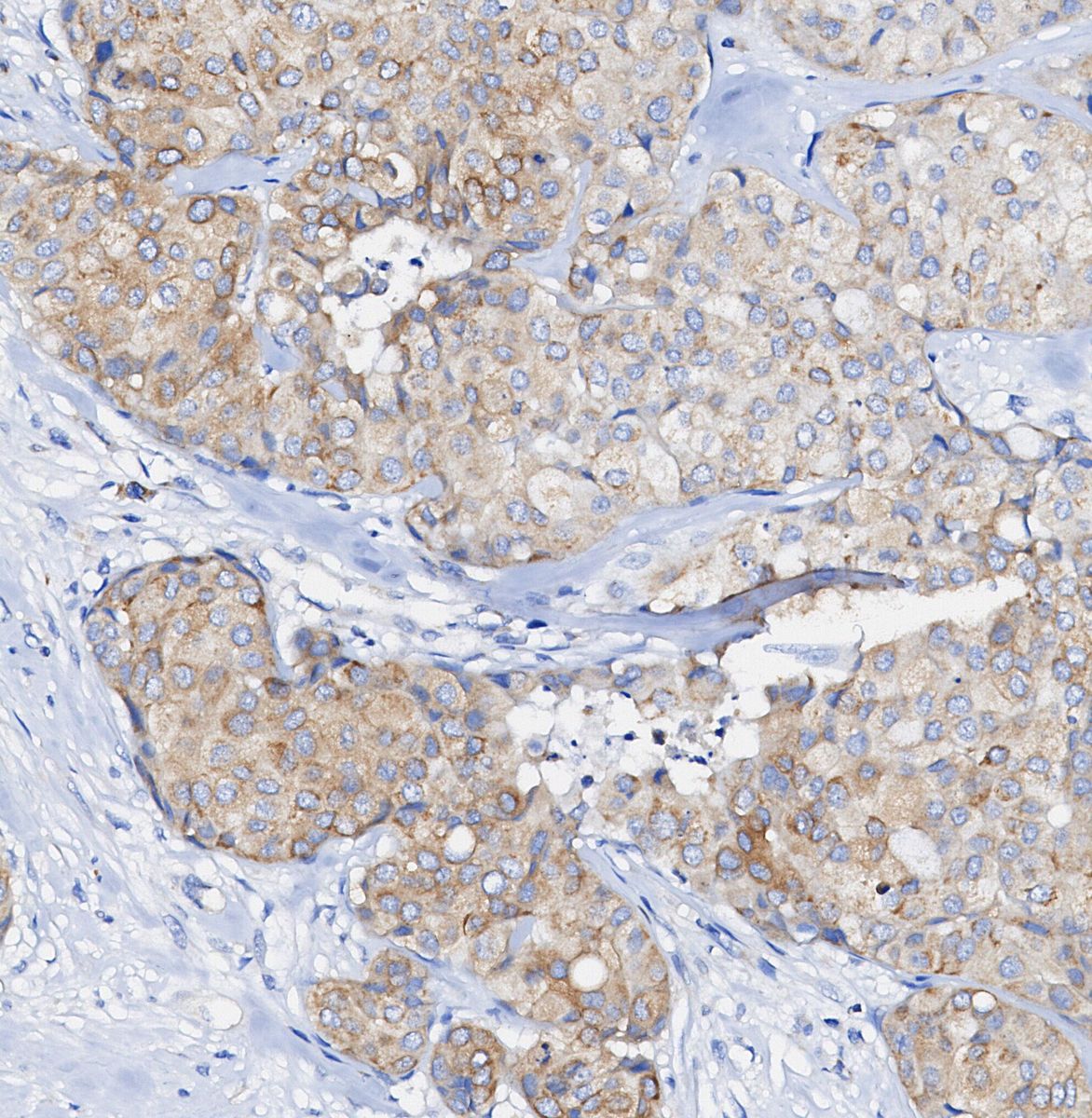 ERp44 Antibody