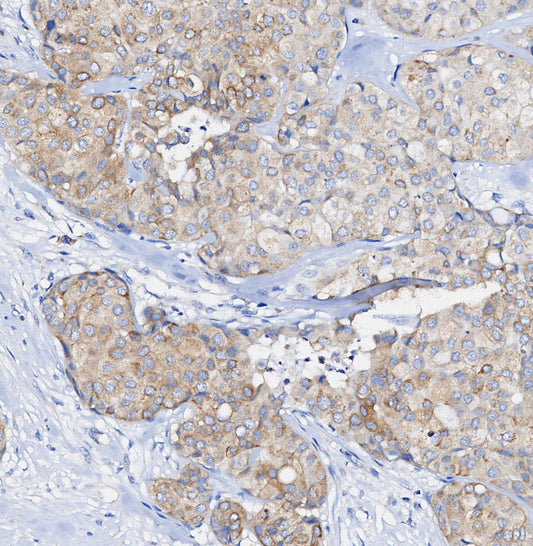 ERp44 Antibody