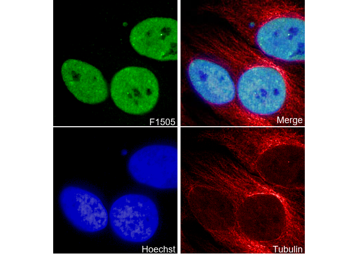 DBC1 Antibody
