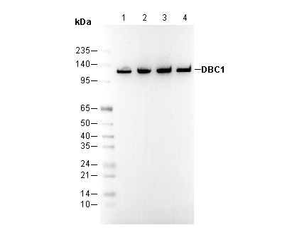 DBC1 Antibody