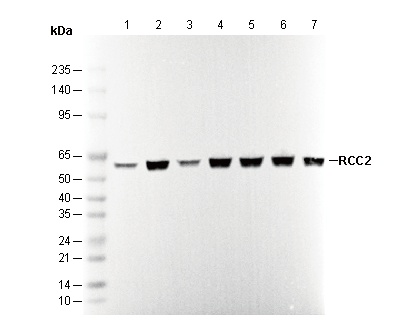 RCC2 Antibody