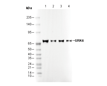 GRK6 Antibody