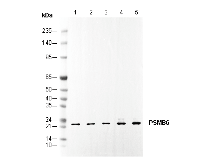 PSMB6 Antibody