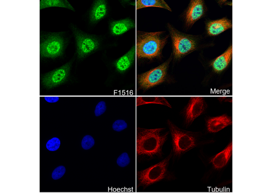 PIAS3 Antibody