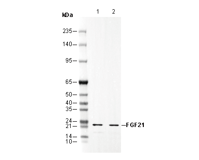 FGF21 Antibody